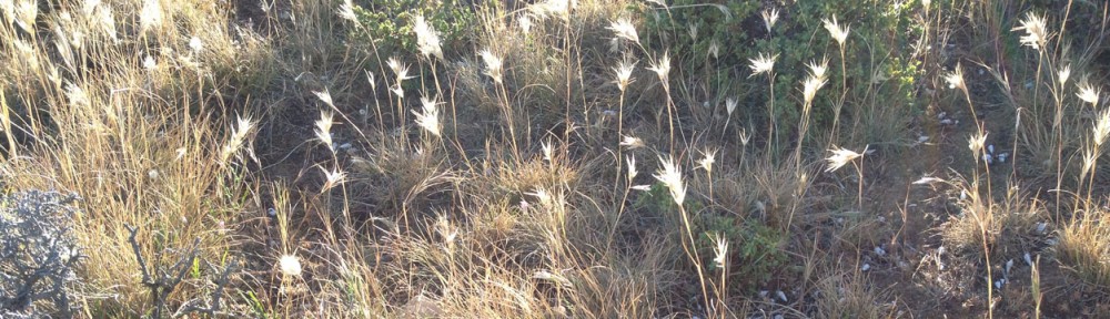 Cape Jervis Coastal Community Group