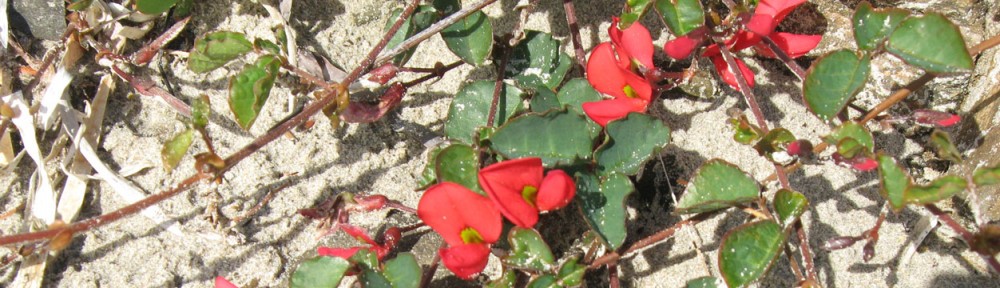 Cape Jervis Coastal Community Group